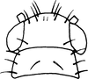 Nymph: (Observation).