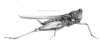 Bolotettix validispinus Hancock, 1907: Pl. 21 Fig. 5. female, lateral view body length 15, pronotum 14.5 hind femur 7 mm. (Otu).