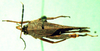 CollectionObject 1503579; 7e9d1eb1-95ee-4641-b4a9-e66445114d47: male, dorsal view (syntype). (CollectionObject).