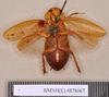 Epilampra substrigata Walker, 1868: Lectotype, female, ventral. BMNH(E)#878067. (Otu).