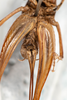 CollectionObject 1531297; 727f9087-bf3f-4eca-9c40-db81d8fce988: female, ventral view (holotype). (CollectionObject).