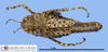 CollectionObject 1513554; MLP3439/2, 034481aa-95a2-40d2-b3bf-d9b5ef30bbf2: female, dorsal view (paratype). (CollectionObject).