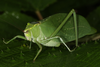 CollectionObject 2783371; d0f1560d-b130-4736-bb86-0a9f38444e07, MLP-OR-3156: (CollectionObject).