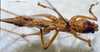 CollectionObject 1541593; d94bd1d0-a3ea-4372-80fc-63b33b363eda, MNHN3225812: female ventral view (allotype). (CollectionObject).