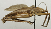 CollectionObject 1535941; 4d5fca26-d11c-49e7-b6d4-5b63416e58bb: male, lateral view (syntype). (CollectionObject).
