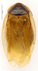 CollectionObject 1587298; MNHN(SF IMPORT DUPLICATE) MNHN-EP-EP1256, 5c19f0ca-ed4f-4f23-88e4-ee97c9004645: CC BY-NC-ND 4.0/MNHN - Depraetere Marion - 2014. Holotype, female, of argentinus Hebard, 1921. Specimen number: MNHN-EP-EP1256. http://coldb.mnhn.fr/catalognumber/mnhn/ep/ep1256. (CollectionObject).