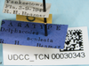 Other: !! display not done !! on Chionomus aculeatus (Beamer, 1948): (Observation).
