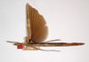 CollectionObject 1558810; 41431977-b50d-4ad8-96d6-f0cbb1fd52a6: copyright MNHU, Berlin. female, dorsal view (paralectotype). (CollectionObject).