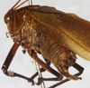 CollectionObject 1566593; NMW 5341, c17a3797-a41c-45be-ba92-fdb0cce8f145: male, latero-caudal view. (CollectionObject).