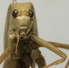 CollectionObject 1535913; d117365e-5930-4cff-9473-f18bc9f99a9f: female face (syntype). (CollectionObject).