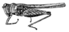 Fig. 25 (after paratype). female, lateral view (pronotum length 15 mm). Depicts Bolivaritettix convergens (Brunner von Wattenwyl, 1893), an Otu.