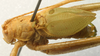 CollectionObject 1568302; 0eb2d2dc-79d9-4616-b735-01840e52ce9f: male, dorso-lateral view (paratype). (CollectionObject).