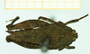 CollectionObject 1585757; f85005fa-11ab-4531-9984-2d37cfb51a82: female, dorsal view (syntype). (CollectionObject).