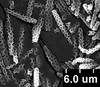 Brochosomes: !! display not done !! on Oncometopia (Oncometopia) orbona (Fabricius, 1798): OM243 | U.S.A., Ilinois, Urbana | 7/18/1934 | Rich | INHS. (Observation).