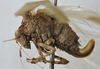 CollectionObject 1539799; 06d10633-24b9-4b22-95b2-13e7711f824e: female habitus, lateral view (holotype) - http://coldb.mnhn.fr/catalognumber/mnhn/eo/ensif802. (CollectionObject).