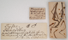 CollectionObject 1557290; 28b34043-8742-4a5d-ad73-2f471902c4ba: copyright SAM, Adelaide. males juv. of synonym Bacillus peristhenellus, with data labels (syntypes). (CollectionObject).
