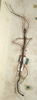 CollectionObject 1557249; NMW 519', bb8b4774-fcfd-4739-8fea-02f5aa7c5ed1: copyright NMW, Vienna. female of synonym Carausius australicus (paralectotype). (CollectionObject).