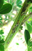 Oecanthus californicus californicus Saussure, 1874: oviposition holes in internode area on french broom. (Otu).
