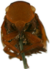 Head: !! display not done !! on Platybrachys lanifer (Stål, 1854) now Platybrachys decemmacula (Walker, 1851): (Observation).