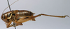 CollectionObject 1520748; 99596164-bae8-4264-a360-16b962ed3b74: male, lateral view (paratype). (CollectionObject).