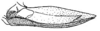 Tympanophyllum (Tympanophyllum) atroterminatum (Brunner von Wattenwyl, 1895): Pl. 4, Fig, 5. ovipositor. (Otu).