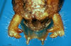 CollectionObject 1505284; 0571491d-77a1-47da-99c7-2421275d1856: male cerci (holotype). (CollectionObject).