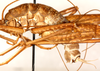 CollectionObject 1499609; 95544f41-09bc-4ee8-84a4-02e6e41b8354: male, lateral view (holotype). (CollectionObject).