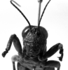 CollectionObject 1532748; 074919b3-9356-49fd-ad3f-63cfc4fd4bd5: Image Carbonell, C.S. male, frontal view (holotype). (CollectionObject).