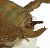 CollectionObject 1529816; b7cc16ac-40ad-4bfe-a389-68871929168b: female ovipositor (holotype). (CollectionObject).