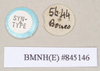 CollectionObject 1560629; 4f1e263e-c78a-4e70-8a15-e4ebcc5b90c0: copyright Natural History Museum, London. male, data labels [round label reversed] (paralectotype). (CollectionObject).;CollectionObject 1560630; 81cde4ba-3fde-4f61-9420-4172a1b4f9c5: copyright Natural History Museum, London. male, data labels [round label reversed] (paralectotype). (CollectionObject).