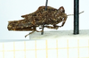 CollectionObject 1598168; 6d8d8833-652f-4821-9674-4b8942d1816f: larve, no type (lateral view). (CollectionObject).