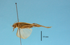 Aphonomorphus (Aphonomorphus) parvus Piza, 1968: male, body lateral view (syntype). (Otu).