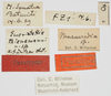 CollectionObject 1577236; 02d18c22-083e-488b-9ec0-62eba33c5530: labels (paratype). (CollectionObject).