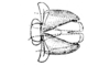 Jivarus americanus Giglio-Tos, 1898: aedeagus, dorsal view. (Otu).