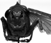 CollectionObject 1532753; 233aaa2a-57e8-4da6-9f0f-6c34c6adac59: Image Carbonell, C.S. female, frontal view (holotype). (CollectionObject).