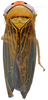 Habitus, dorsal view on Andanus bimaculatus Linnavuori, 1959: male. (Observation).