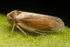 Live specimen on Oncopsis deluda Hamilton, 1983: (Observation).