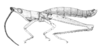 Leptalacris fastigiata Descamps & Rowell, 1978: Fig. 1. male habitus. (Otu).