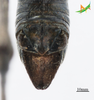 CollectionObject 2243564; 400565b4-3de2-4220-95b8-7bc8647846e2, Unioeste Cascavel K-0596: Male, terminalia in dorsal view. (CollectionObject).