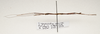 CollectionObject 1595863; 6a3c5d85-cd45-465c-a144-5035dea040ae: copyright UKM, Bangi. male, lateral view (paratype). (CollectionObject).;CollectionObject 1595864; a5a25047-b8fd-40fd-91a4-981dd765a89c: copyright UKM, Bangi. male, lateral view (paratype). (CollectionObject).