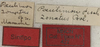 CollectionObject 1535231; b7e619d4-def4-4272-bc57-a220ed9afac9: labels (lectotype). (CollectionObject).