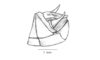 Caruaruacris bivittatus Matiotti da Costa & Silva Carvalho, 2006: Fig. 2D. male abdomen tip, lateral view. (Otu).