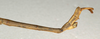 CollectionObject 1560715; NMW 684, 3e5776c1-f835-4289-a67c-823a976ec3ad: copyright NMW, Vienna. male: end of abdomen, lateral view (lectotype). (CollectionObject).
