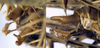 CollectionObject 1532424; 604b5843-1888-45c1-90fd-e3204f64edb4: male cerci (holotype). (CollectionObject).