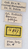 Leprodes gibbifer Redtenbacher, 1906: copyright NMW. female: data labels (holotype). (Otu).