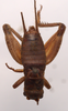 CollectionObject 1542398; ebacdc3e-60e7-4141-a356-3953e0075b59, CNMS 5532: male, dorsal view (holotype). (CollectionObject).