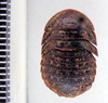 Derocalymma costata Rehn, 1933: Photo taken by Heidi Hopkins. (Otu).