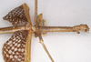 CollectionObject 1558207; MVMA T-13886, f81ef150-e846-4c69-bed7-16fa39ff323b: copyright MVMA, Melbourne. female: head and thorax, lateral view of Phasma (Diura) briareus (holotype). (CollectionObject).