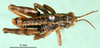 CollectionObject 1590808; 82f61d9d-f8ab-416d-b557-9fa43ce564be: male, dorsal view (paralectotype). (CollectionObject).