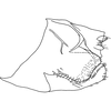 Pygofer, lateral view on Anufrievia anchoroides Lin & Zhang, 2021: (Observation).